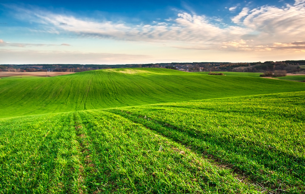 Green young field