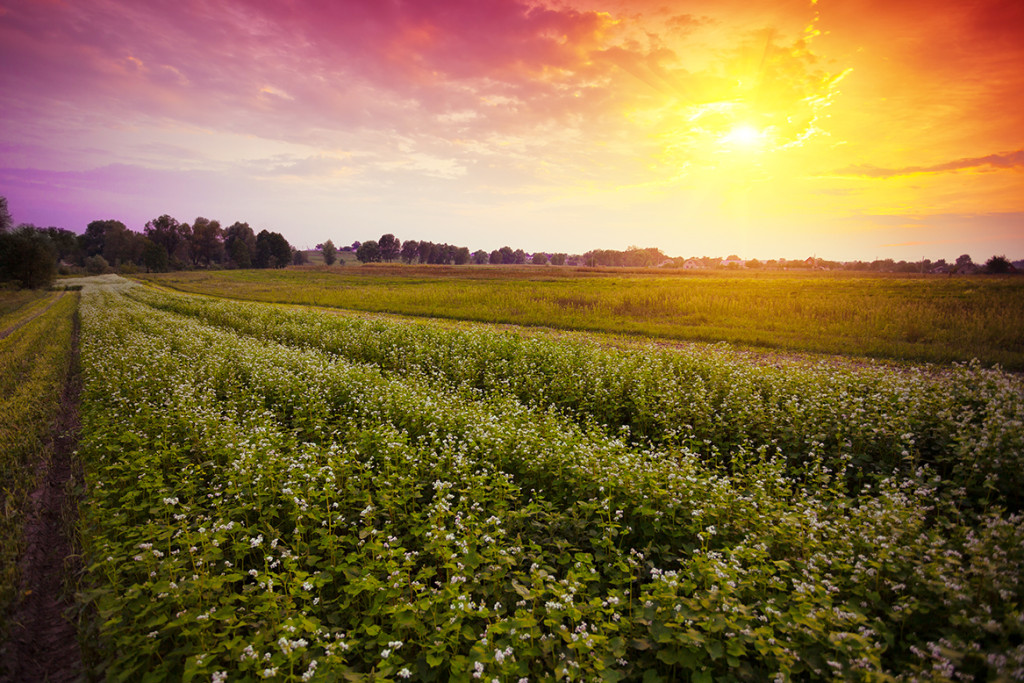 field